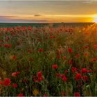 Mohnblüte am Abend