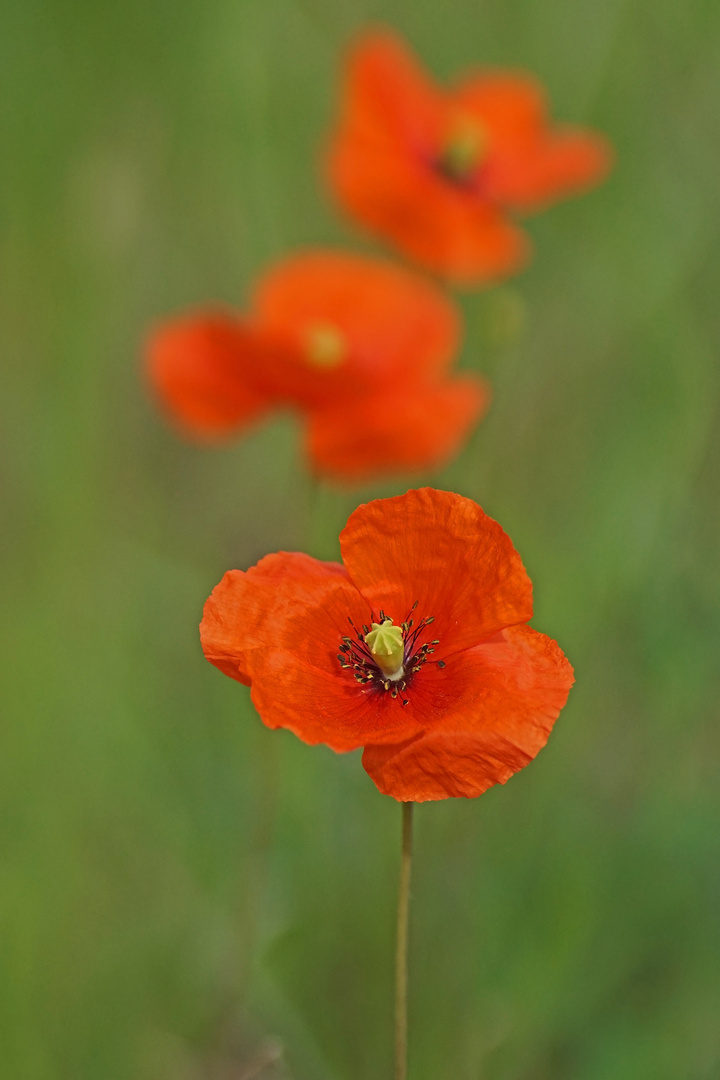 Mohnblüte am Feldrain