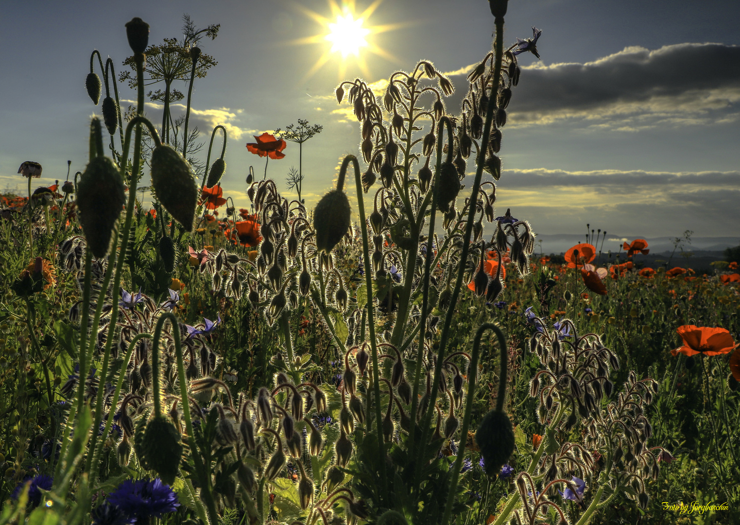 Mohnblüte am Meißner-Germerode