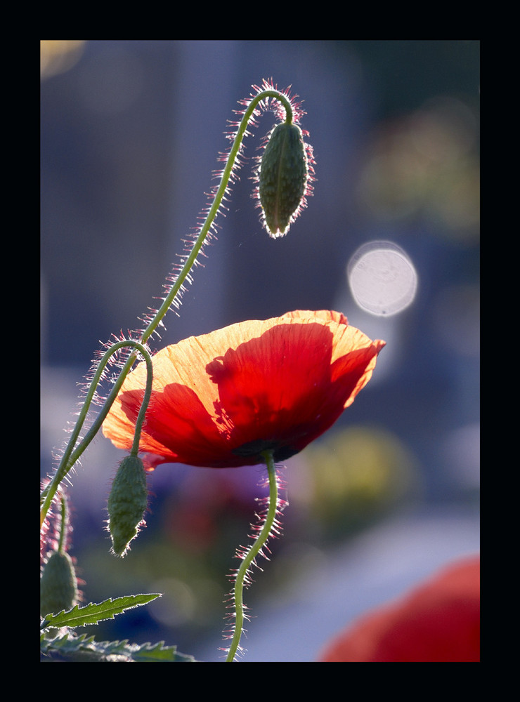 mohnblüte am morgen