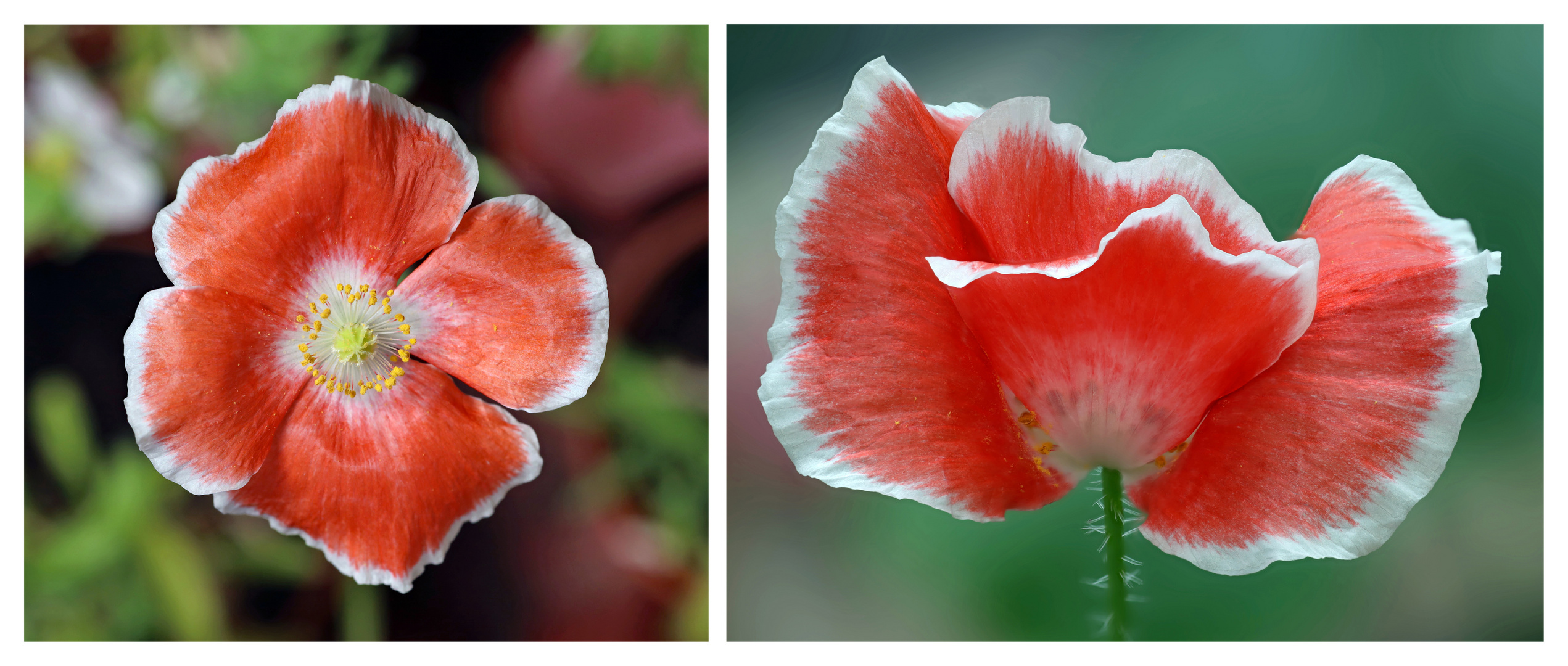 Mohnblüte am Morgen und am Abend