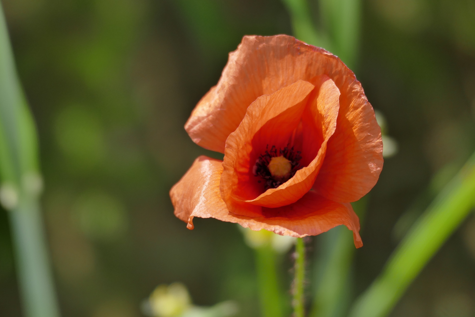 Mohnblüte am Wegesrand