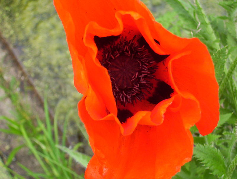 Mohnblüte am Wegesrand