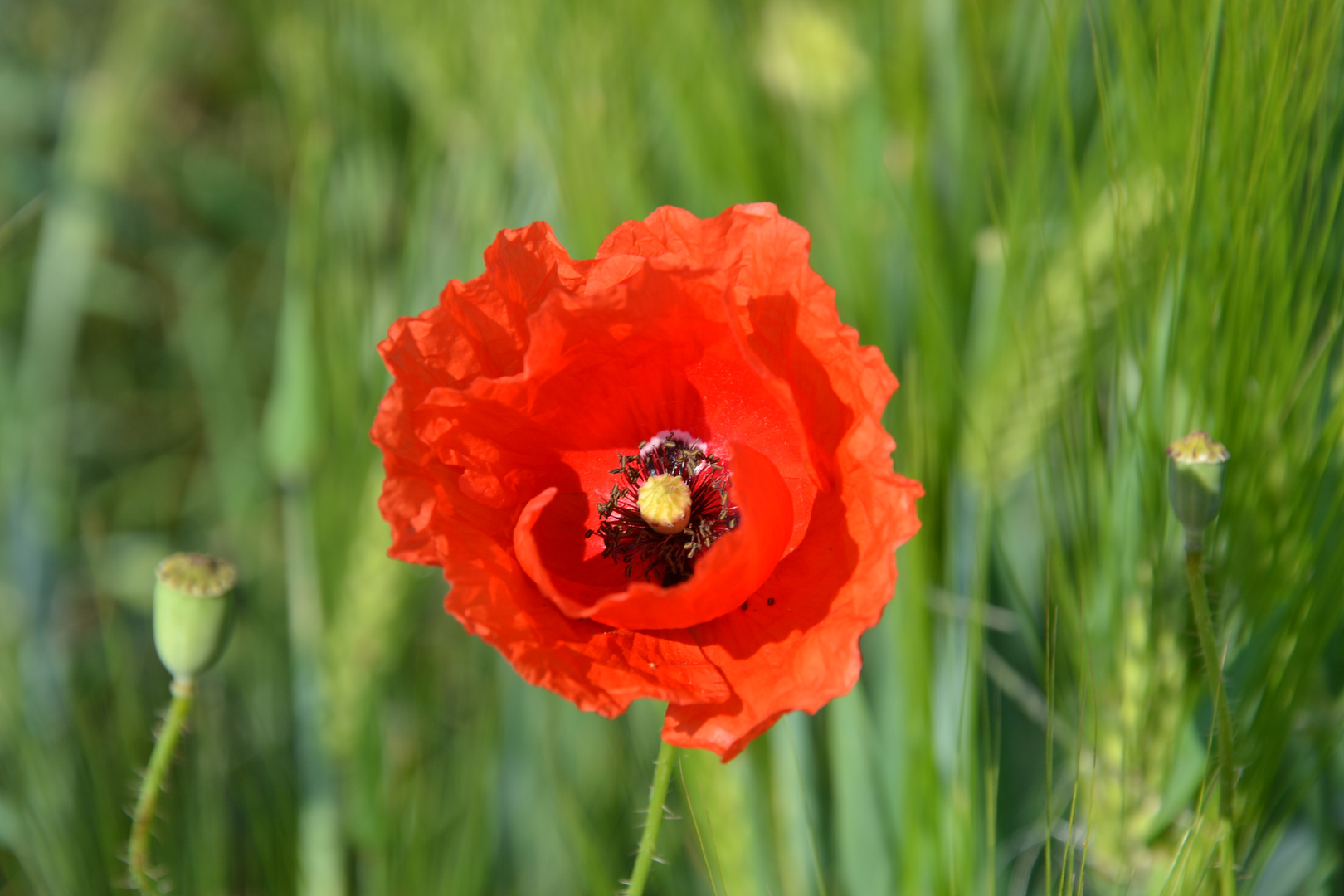 Mohnblüte an der Prinzenquelle