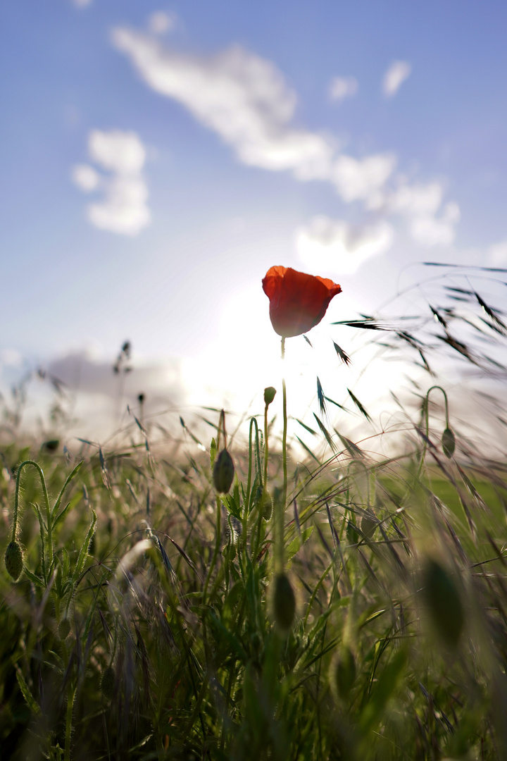 Mohnblüte auf dem Feld hinter dem Haus