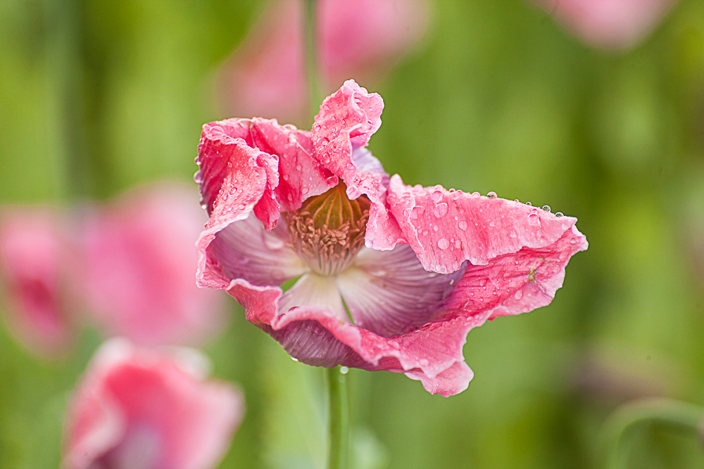 Mohnblüte auf dem Hohen Meisner