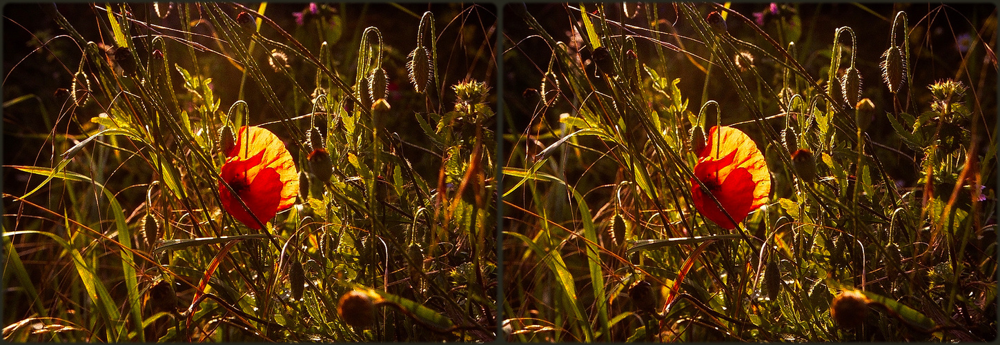 Mohnblüte auf einer Wiese - 3D Kreuzblick