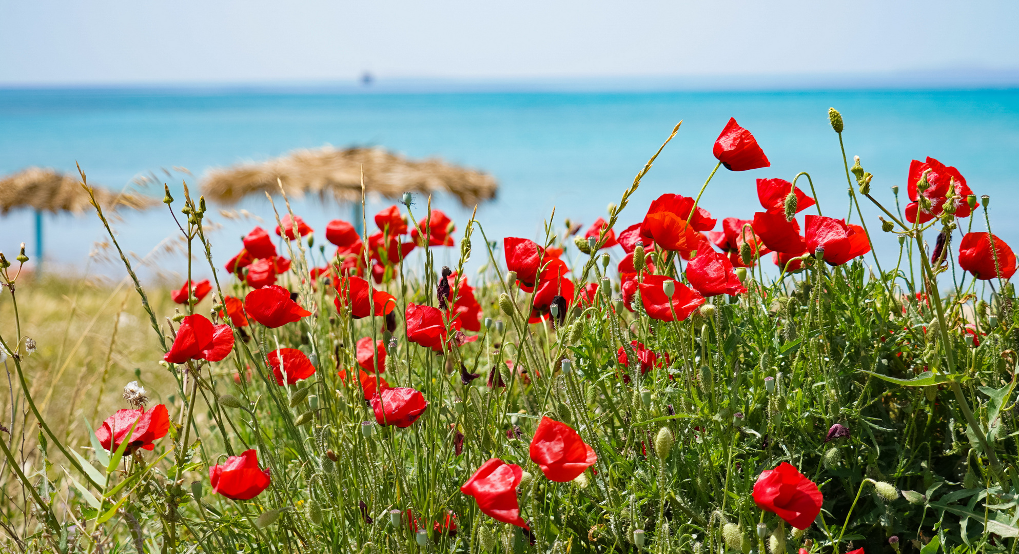 Mohnblüte auf Kos