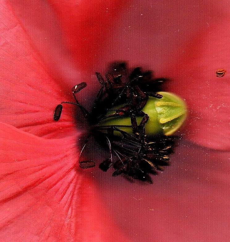 Mohnblüte auf Scheibe von scanner eingeschlafen