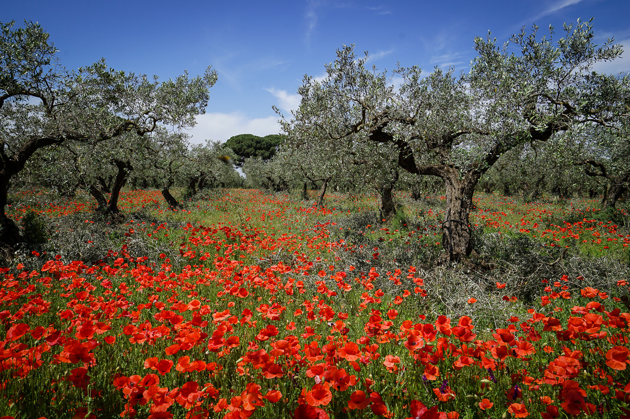 Mohnblüte auf Sizilien Anfang Mai