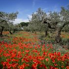 Mohnblüte auf Sizilien Anfang Mai