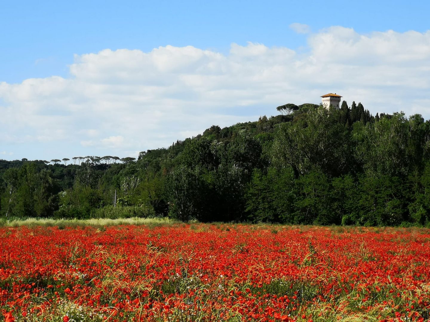 Mohnblüte