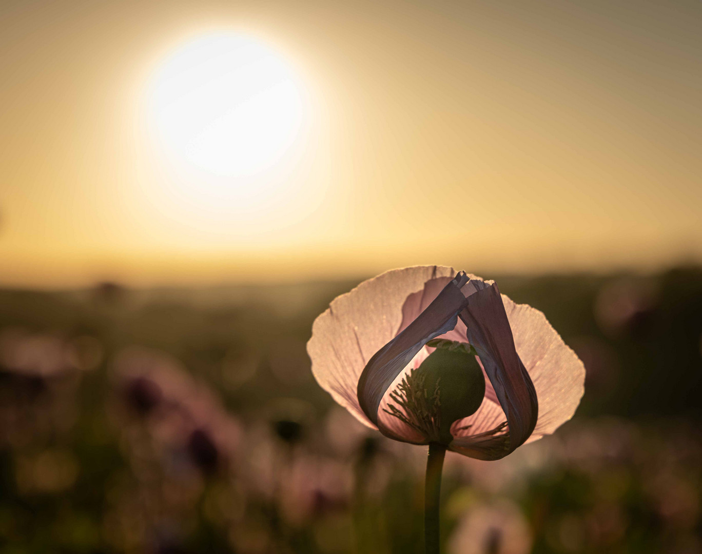 Mohnblüte bei Sonnenuntergang im Landkreis Schaumburg