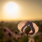 Mohnblüte bei Sonnenuntergang im Landkreis Schaumburg