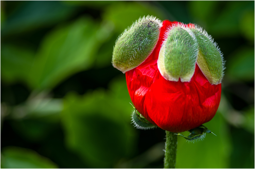 Mohnblüte beim Pellen