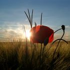 Mohnblüte beim Sonnenuntergang