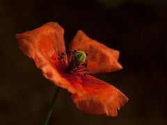 Mohnblüte - Berthold Schieffer