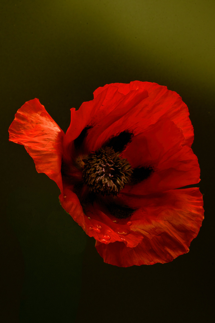 Mohnblüte