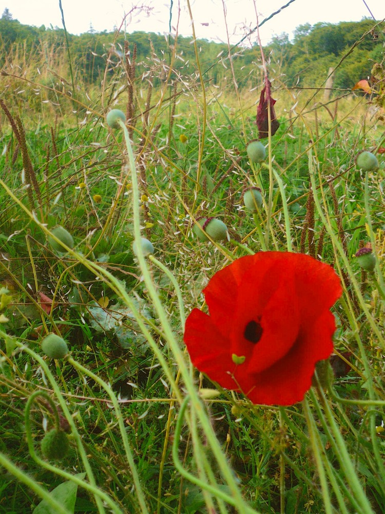 Mohnblüte