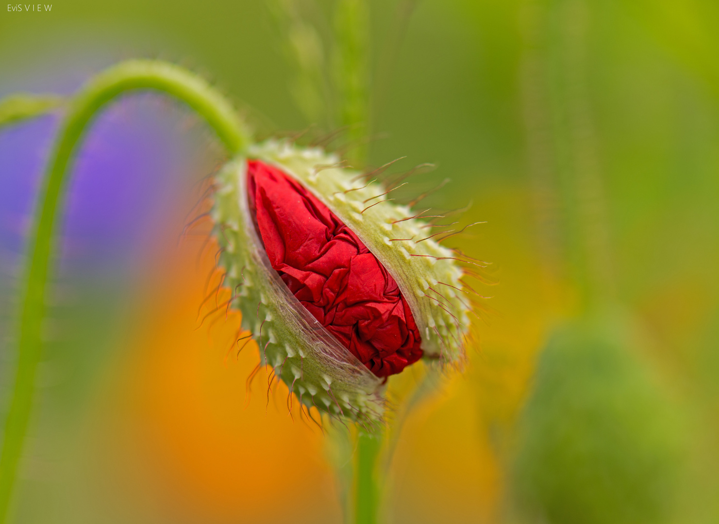 Mohnblüte.