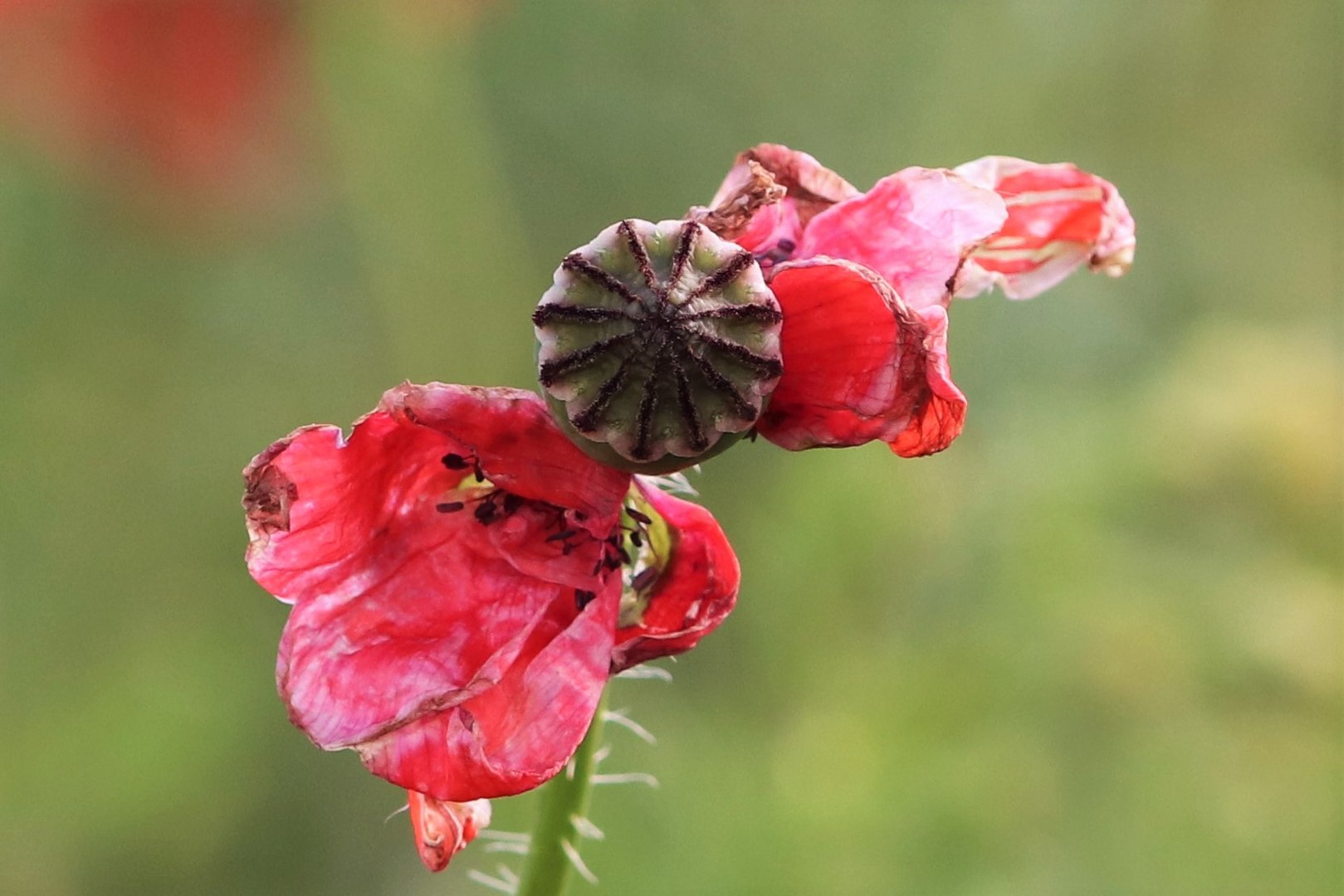 Mohnblüte die Wilde