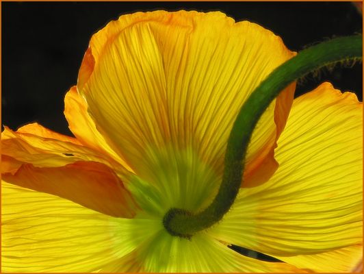 Mohnblüte, ein wenig unkonventionell gesehen