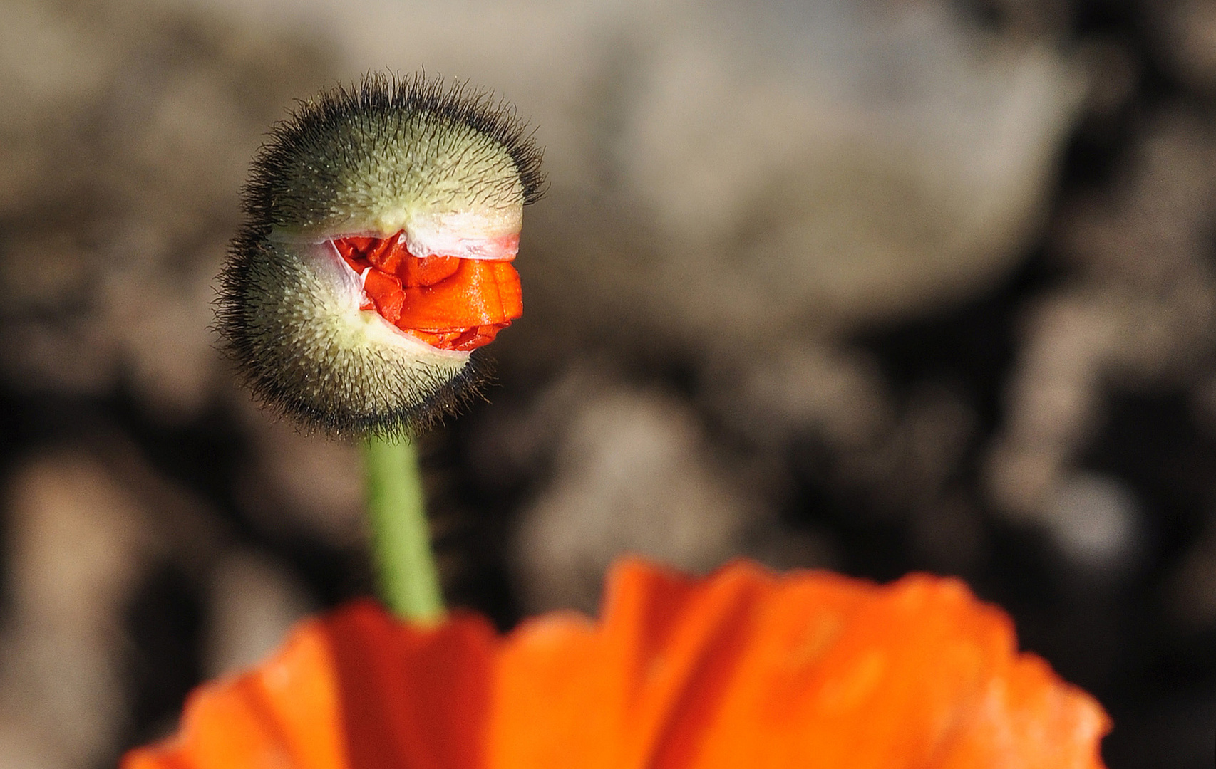 Mohnblüte erwacht