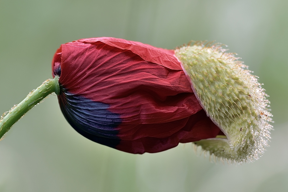 Mohnblüte erwacht