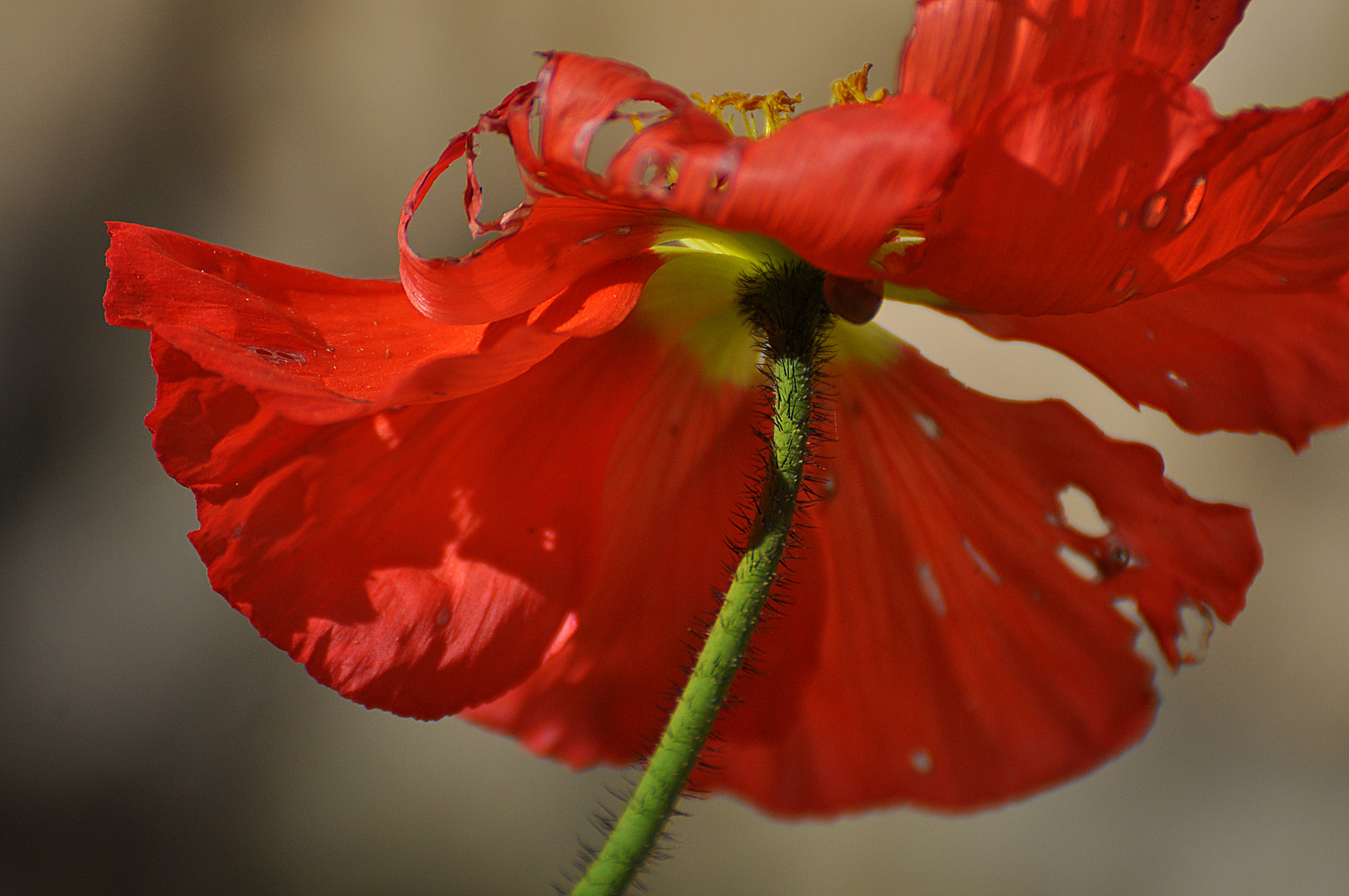 Mohnblüte, etwas durch den WInd zerfetzt