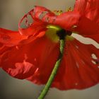 Mohnblüte, etwas durch den WInd zerfetzt