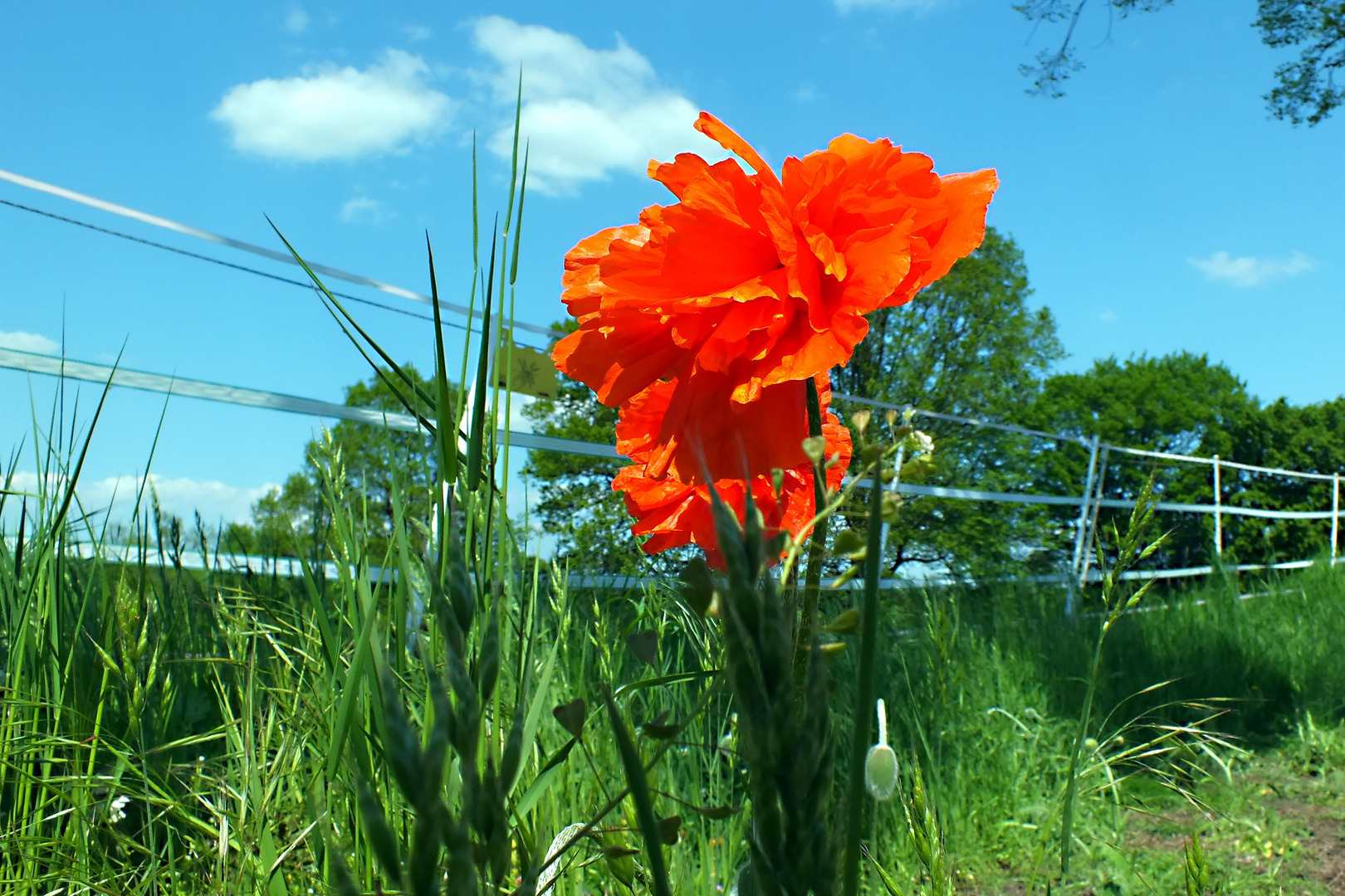 Mohnblüte