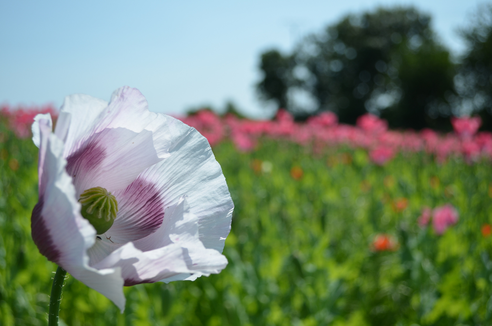 Mohnblüte