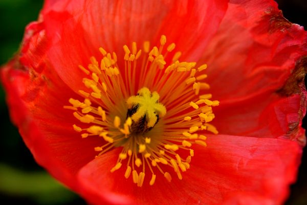 Mohnblüte formatfüllend