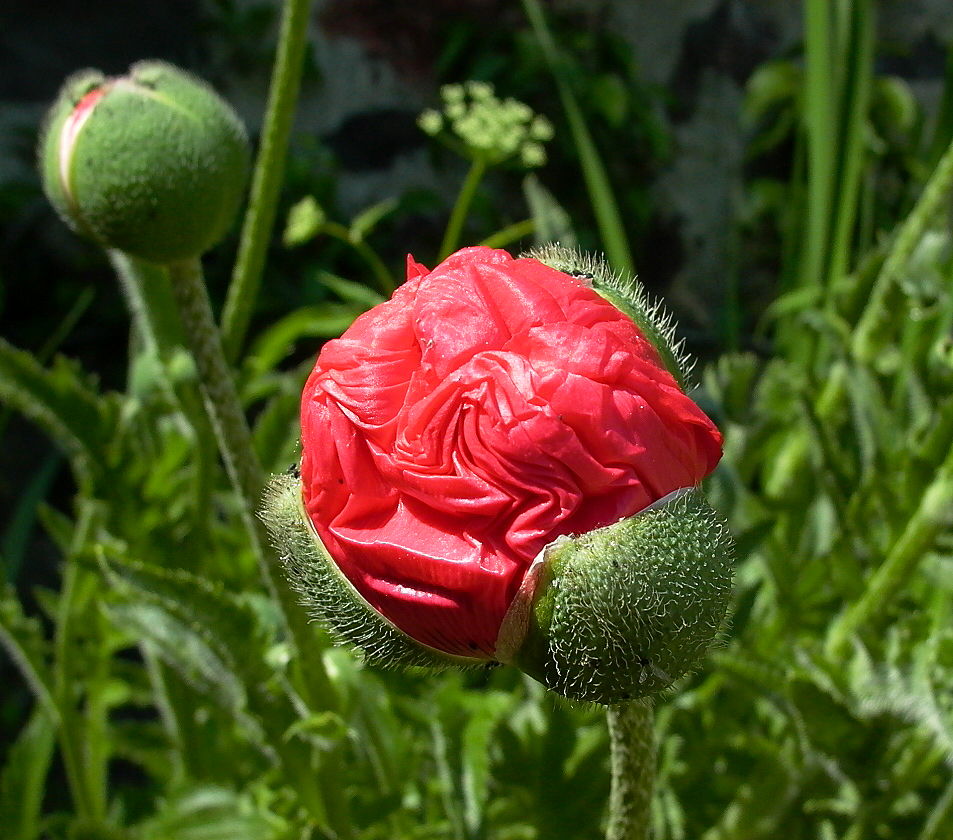 Mohnblüte -gefaltet-