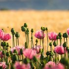 Mohnblüte - Gemerode, Meißner