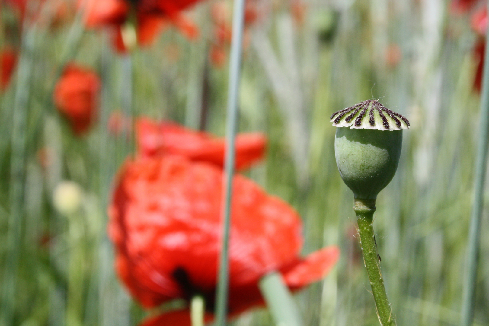 Mohnblüte geschlossen