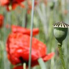 Mohnblüte geschlossen