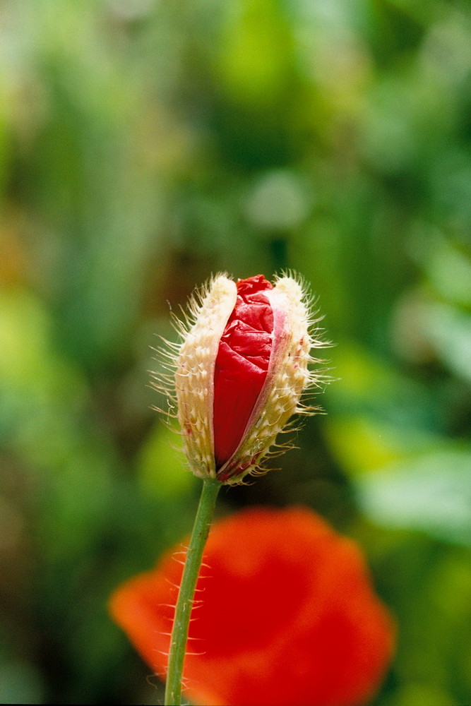 Mohnblüte geschlossen