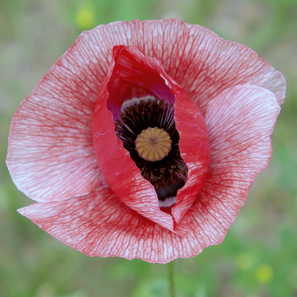 Mohnblüte halb offen