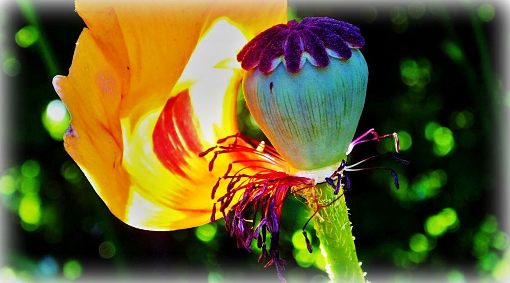 Mohnblüte - halbiert, papaver orientale