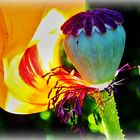 Mohnblüte - halbiert, papaver orientale