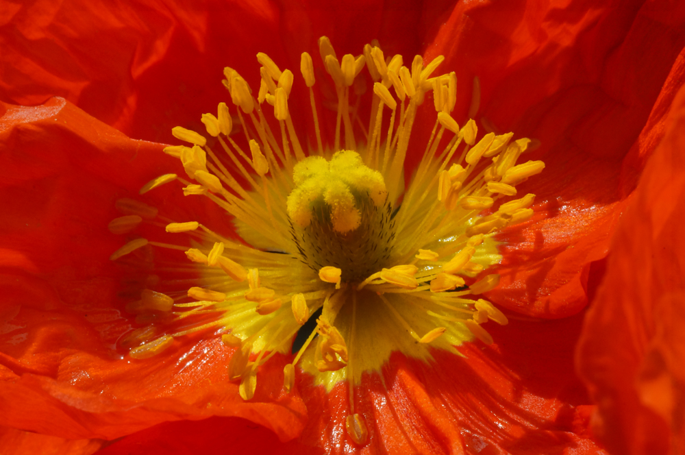 Mohnblüte II Poppy Flower