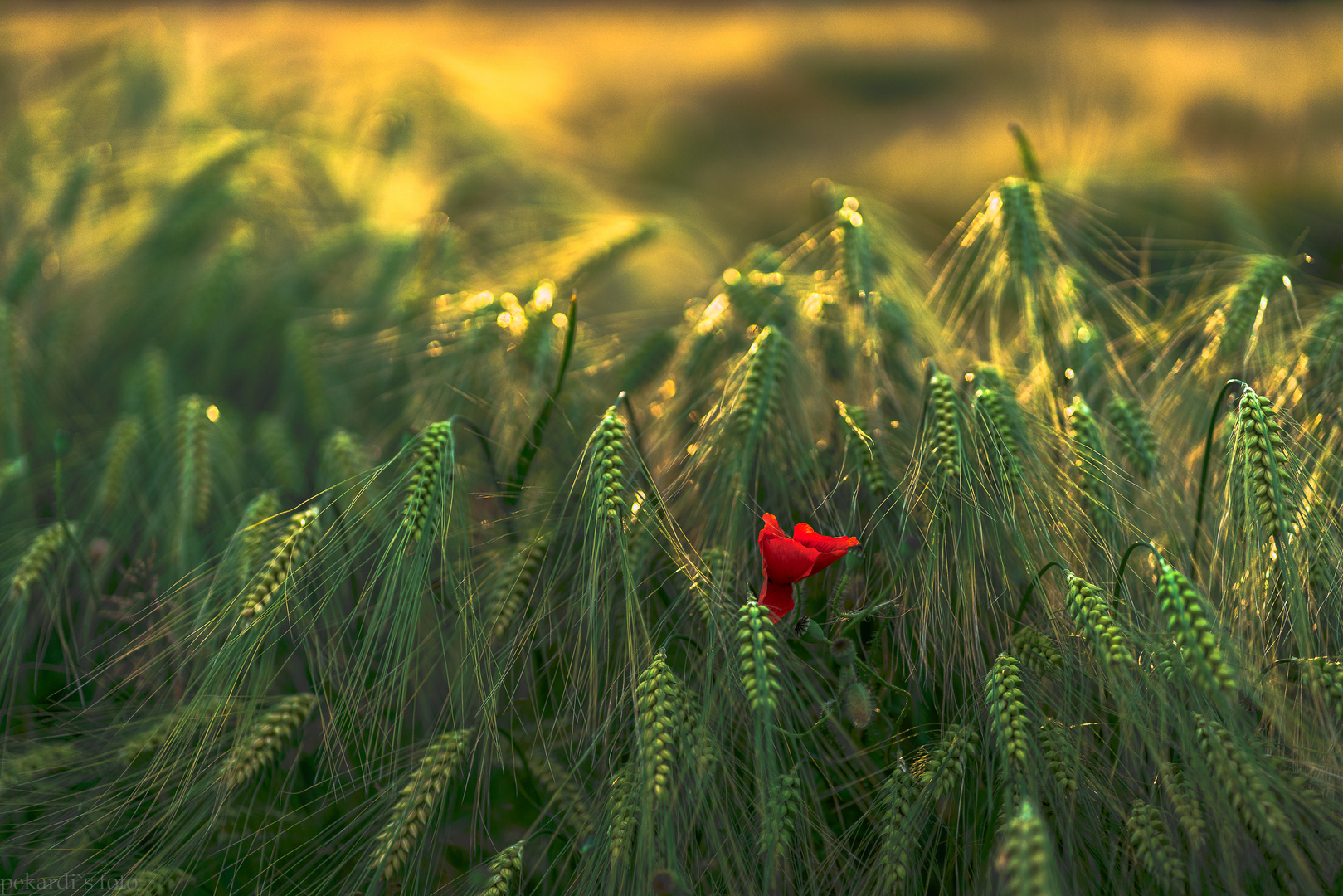 Mohnblüte im Abendlicht