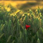 Mohnblüte im Abendlicht