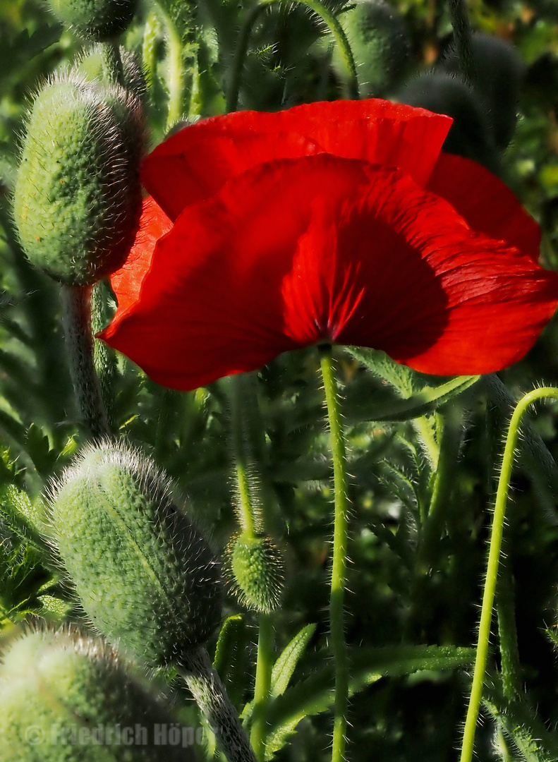 Mohnblüte im Abendlicht