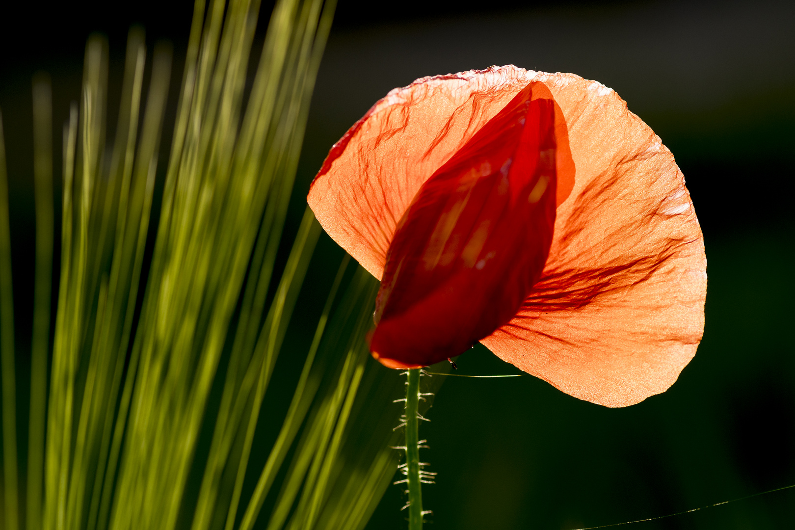 Mohnblüte im Abendlicht