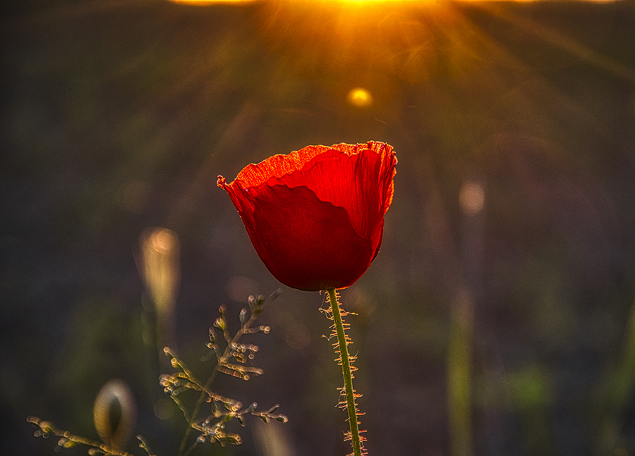 Mohnblüte im Abendlicht.