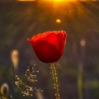 Mohnblüte im Abendlicht.