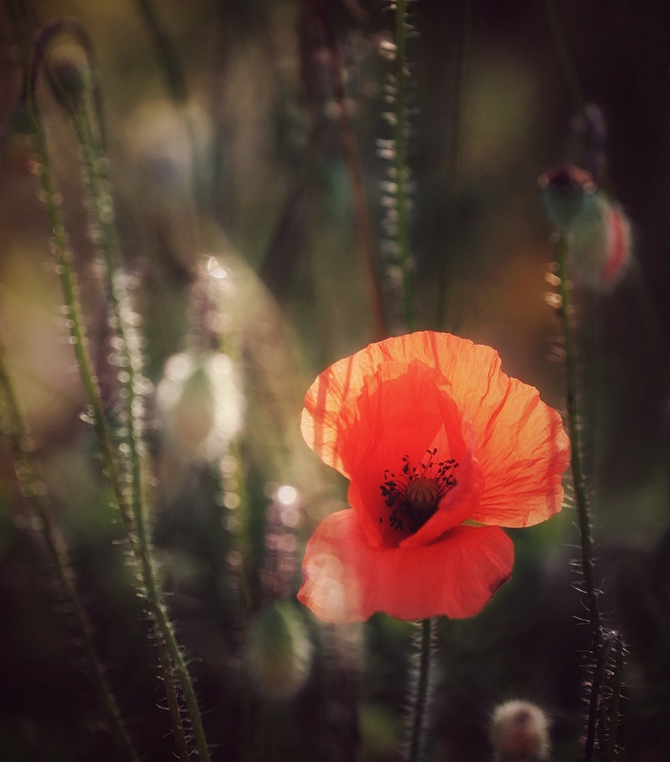 Mohnblüte im Abendlicht