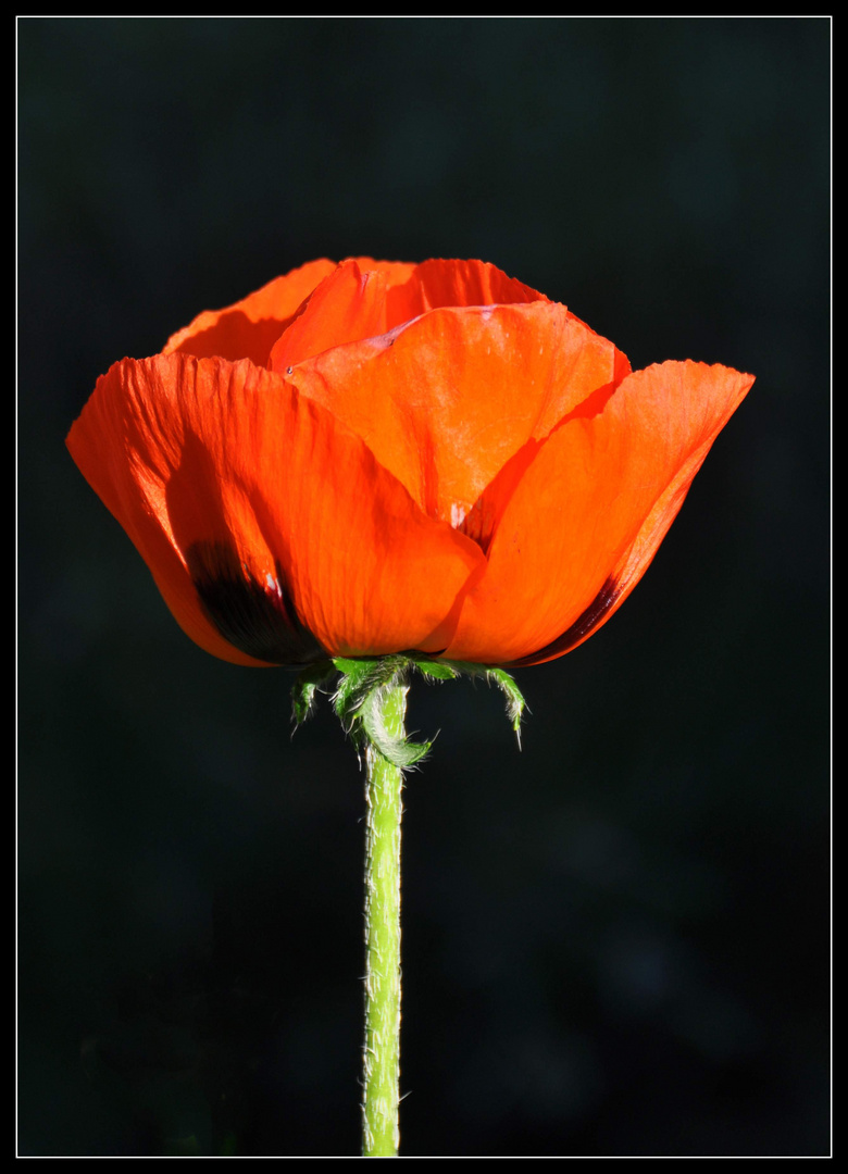 Mohnblüte im Abendlicht